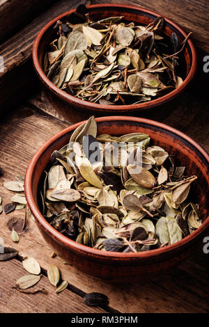 Dried forest lingonberry leaves.Phytotherapy medicinal herbs.Herbal medicine Stock Photo