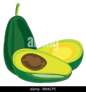 Fruit tree avocado on white background is insulated Stock Vector