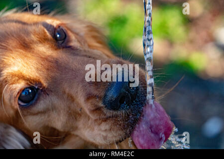 thirsty Dog puppy cocker spaniel while drinking water Stock Photo