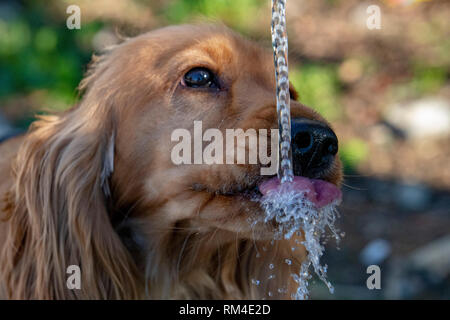 thirsty Dog puppy cocker spaniel while drinking water Stock Photo