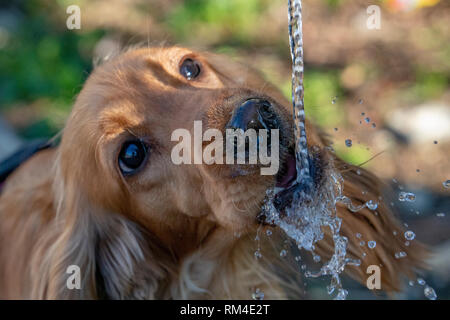 thirsty Dog puppy cocker spaniel while drinking water Stock Photo