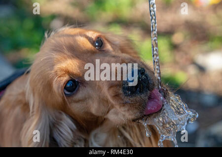 thirsty Dog puppy cocker spaniel while drinking water Stock Photo