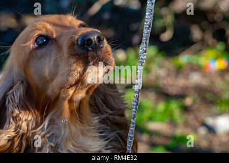 thirsty Dog puppy cocker spaniel while drinking water Stock Photo