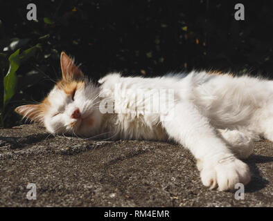 white cat relaxed in the sun on a country wall Stock Photo