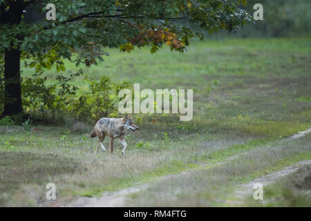 wolf (canis lupus) on a dirt road, soegel, lower saxony, germany Stock Photo