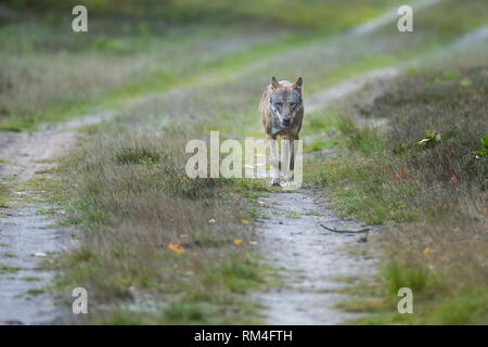 wolf (canis lupus) on a dirt road, soegel, lower saxony, germany Stock Photo