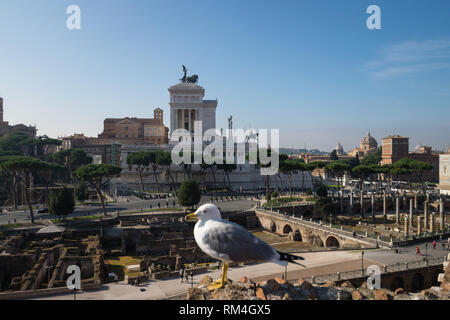 Rome, Imperial Forums archaeological ruins with the Altare Della Patria monument in the background and a seagull bird in the foreground Stock Photo
