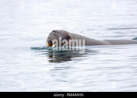 Atlantic walrus (Odobenus rosmarus rosmarus). This large, gregarious relative of the seal has tusks that can reach a metre in length. Both the male (b