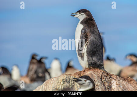 Chinstrap penguins (Pygoscelis antarctica). These birds feed almost exclusively on krill. They inhabit the Antarctic and Antarctic islands. They migra Stock Photo
