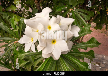 Cambodia, Kampot Province, Kampot, white frangipani flowers, Plumeria alba is a species of the genus Plumeria (Apocynaceae