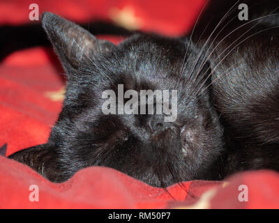 Sleeping black cat Stock Photo
