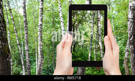 travel concept - tourist photographs of birch trees in green forest on ...