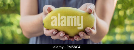 Mango in beautiful female hands on a green background BANNER, long format Stock Photo