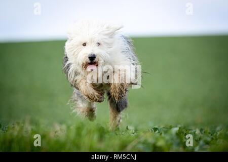 Bobtail Stock Photo