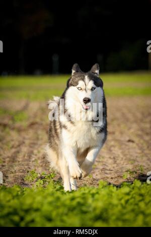 running Siberian Husky Stock Photo