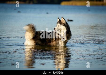 standing Siberian Husky Stock Photo