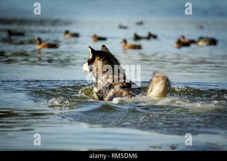 Siberian Husky swims in the lake Stock Photo