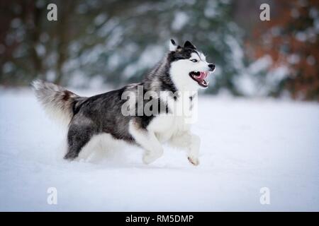 running Siberian Husky Stock Photo