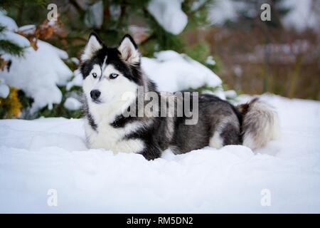 lying Siberian Husky Stock Photo