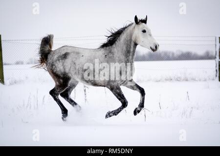 Arabian Horse in snow Stock Photo