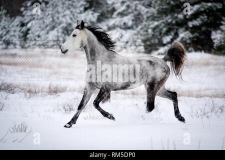 Arabian Horse in snow Stock Photo