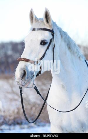 horse with hackamore Stock Photo - Alamy