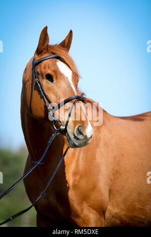 one-eyed horse Stock Photo