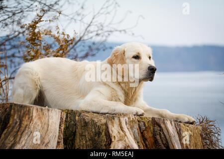 lying Golden Retriever Stock Photo