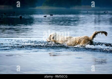 Golden Retriever in the water Stock Photo