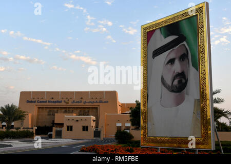 Picture of His Highness Sheikh Mohammed bin Rashid Al Maktoum in front of Dubai Camel Hospital Stock Photo