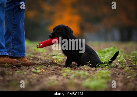 Labrador Retriever Puppy Stock Photo