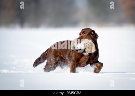 running Labrador Retriever Stock Photo