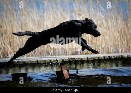 jumping Labrador Retriever Stock Photo