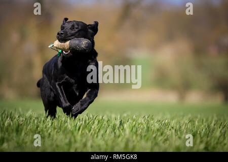 Labrador Retriever with dummy Stock Photo