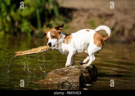 standing Jack-Russell-Pug-Mongrel Stock Photo