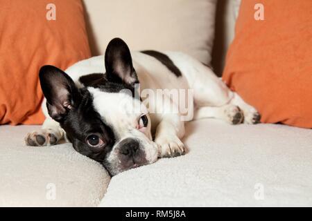 lying French Bulldog Stock Photo