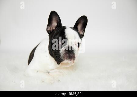 lying French Bulldog Stock Photo