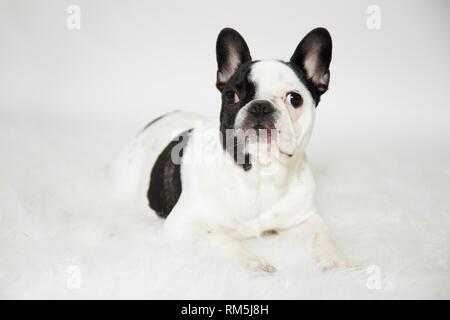 lying French Bulldog Stock Photo