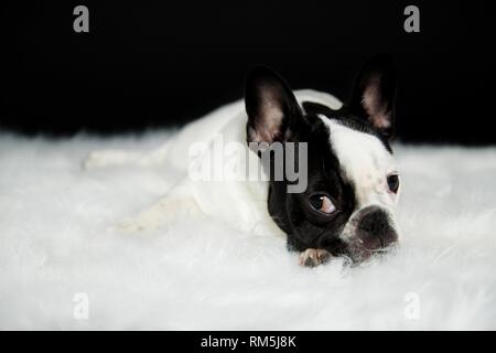 lying French Bulldog Stock Photo