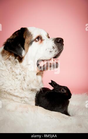 Saint Bernard with rabbit Stock Photo