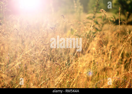 Tall grass covered with dew at sunrise. Meadow grass in sun glare. Sunny rays illuminate grass in meadow. Dry grass with dew at dawn. Meadow plant in 