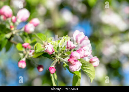 Spring blooming branch, apple flower buds, fresh blossoms in springtime Stock Photo