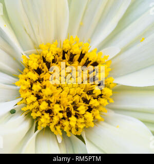 A macro shot of a cosmos xanthos bloom with an aphid heading towards the centre. Stock Photo