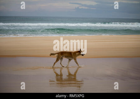 Male Dingo on the beach, Fraser Island Australia Stock Photo