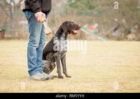 sitting German wirehaired Pointer Stock Photo