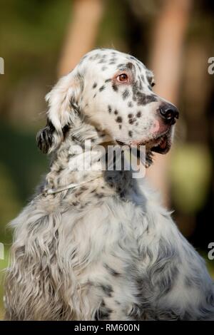 English Setter Portrait Stock Photo