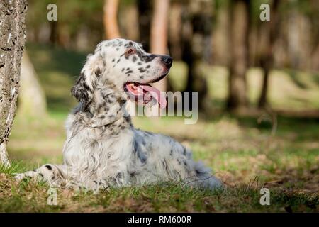 lying English Setter Stock Photo