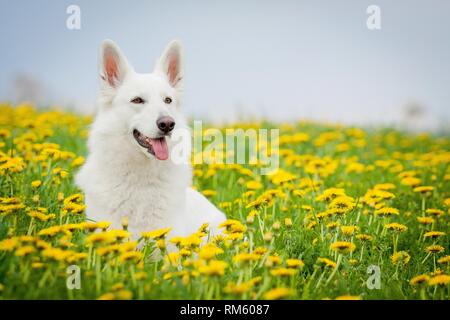 White Swiss Shepherd Dog Stock Photo