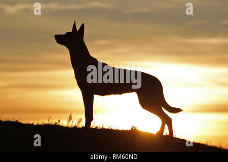 Belgian Shepherd Malinois dog on the background of a beautiful sunset Stock Photo