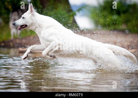 running White Swiss Shepherd Dog Stock Photo